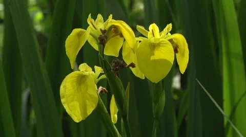 YELLOW IRIS (IRIS PSEUDACORUS) #4 Stock Footage 43418185