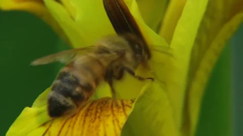 YELLOW IRIS (IRIS PSEUDACORUS) WITH BEE #1 Stock Footage 43426451