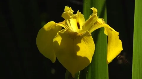 YELLOW IRIS (IRIS PSEUDACORUS) WITH BEE #2 Stock Footage 43426708