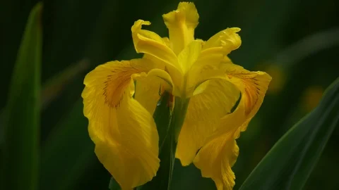 YELLOW IRIS (IRIS PSEUDACORUS) CLOSE UP Stock Footage 96021161