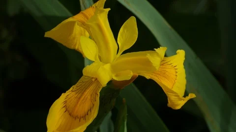 YELLOW IRIS (IRIS PSEUDACORUS)  CLOSE UP Stock Footage 96021174