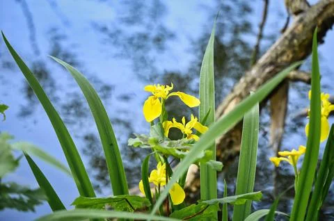 Yellow iris (Iris pseudacorus) with floricolous beetle Foto stock