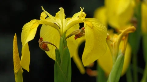 Yellow iris ( iris pseudacorus ) flowers and a small bee in wind Vidéo 46056748