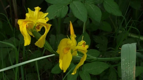 YELLOW IRIS (IRIS PSEUDACORUS)  库存影片 96021066