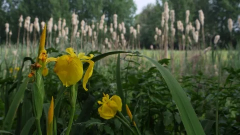YELLOW IRIS (IRIS PSEUDACORUS) Stock Footage 96021114