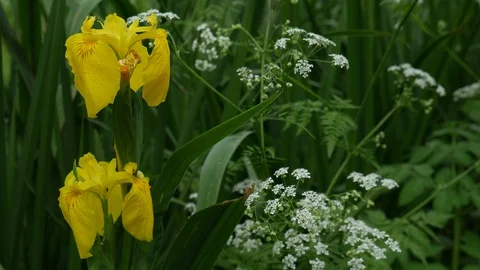 YELLOW IRIS (IRIS PSEUDACORUS) Stock Footage 96021131
