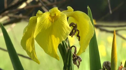 YELLOW IRIS (IRIS PSEUDACORUS) PAN. UP Stock Footage 43425867