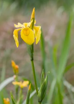 Yellow Iris (Iris pseudacorus ) Stock Photos