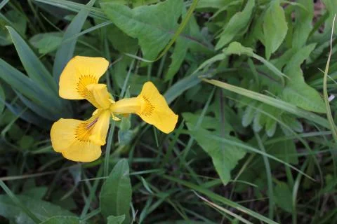 Yellow Iris (Iris pseudacorus) water flower on the river bank in summer day Stock Photos