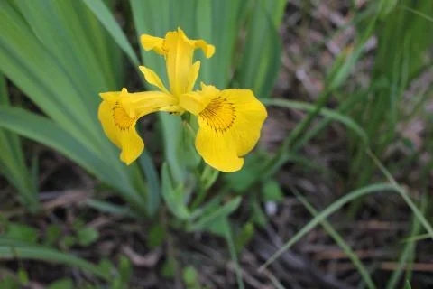 Yellow Iris (Iris pseudacorus) water flower on the river bank in summer day Stock Photos