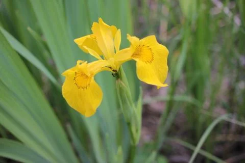 Yellow Iris (Iris pseudacorus) water flower on the river bank in summer day Stock Photos