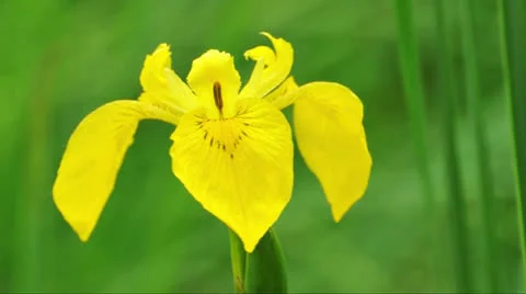 Yellow iris Iris pseudacorus in wind Stock Footage 24427449