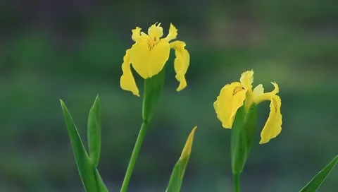 Yellow iris lose up Stock Footage 11128794