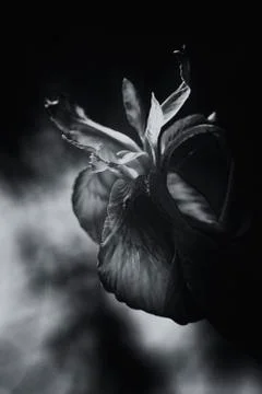 Yellow Iris - macro Foto stock