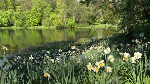Yellow iris meadow stretching toward a river, green trees beyond the waterline Stock Footage 306554141