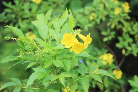 Yellow iris or Iris pseudacorus plant field Stock Photos