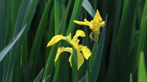 Yellow Iris or Yellow Flag, Iris pseudacorus, flowering at pond margin in late Stock Footage 310282333