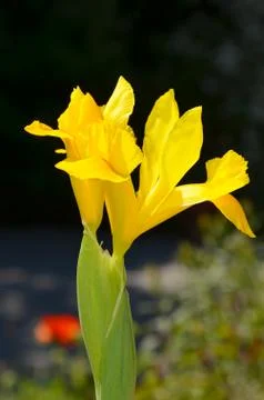 Yellow iris Stock Photos