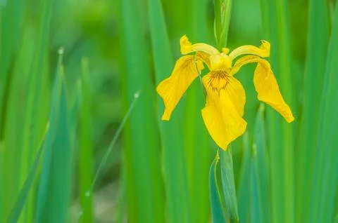 Yellow iris Stock Photos