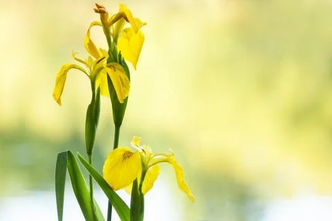 Yellow Iris Stock Photos
