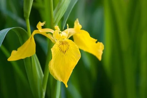 Yellow Iris Foto stock
