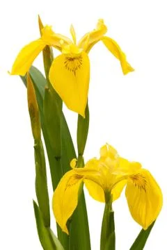 Yellow Iris Stock Photos