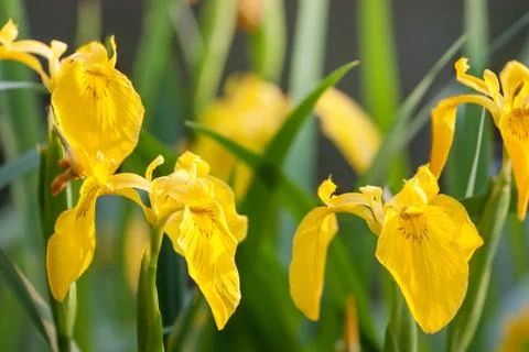 Yellow Iris Stock Photos