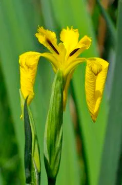 Yellow iris Foto stock