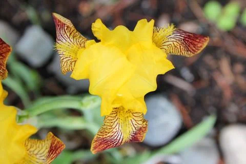 Yellow Iris Stock-Fotos