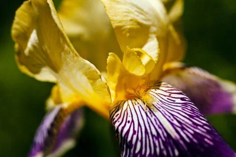 Yellow iris Stock Photos