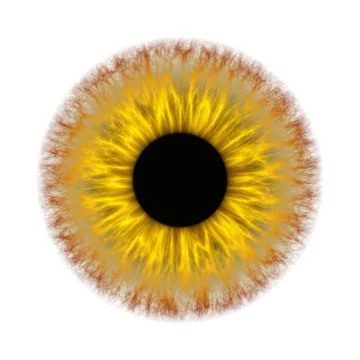 Yellow iris Stock Photos