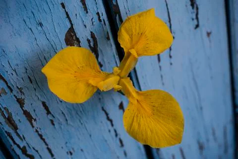 Yellow iris Stock Photos