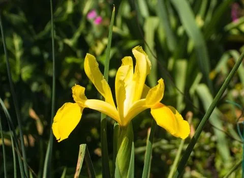 Yellow Iris Stock Photos