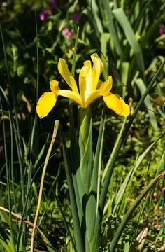 Yellow Iris Stock Photos