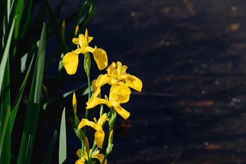 Yellow iris Stock-Fotos