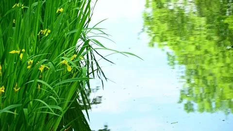 Yellow iris plants swaying at pond edge with tree reflections Stock Footage 335472344