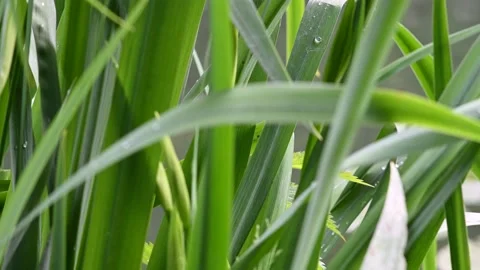 Yellow iris pseudacorus in a riverside forest in austria Stock Footage 130196957