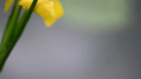 Yellow iris pseudacorus in a riverside forest in austria Stock Footage 130197216