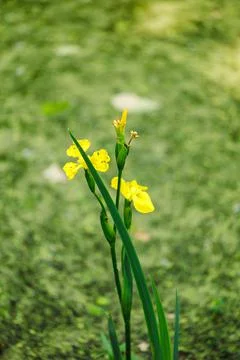 Yellow Iris pseudacorus, yellow flag, yellow iris, water flag blossoming growing Stock Photos