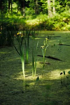 Yellow Iris pseudacorus, yellow flag, yellow iris, water flag blossoming growing Stock Photos