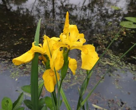 Yellow iris in spring during flowering Stock Photos