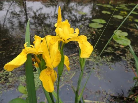 Yellow iris in spring during flowering Foto stock