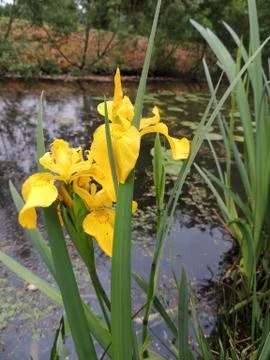 Yellow iris in spring during flowering Stock Photos