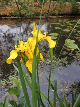 Yellow iris in spring during flowering Foto stock