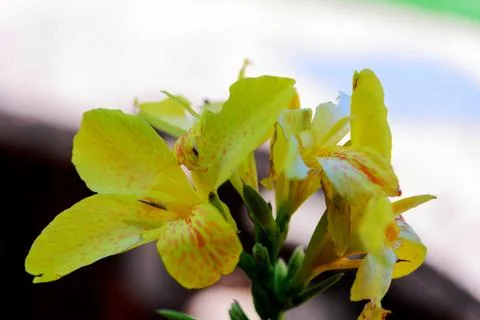 Yellow iris spring flowers in bloom Stock Photos