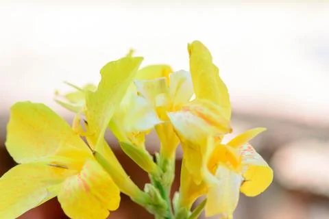 Yellow iris spring flowers in bloom Stock Photos