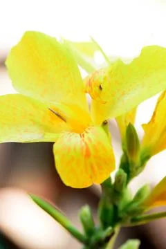 Yellow iris spring flowers in bloom Foto stock