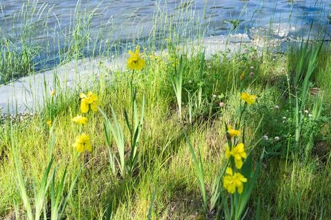 Yellow iris stems lining water edge panorama Stock Photos