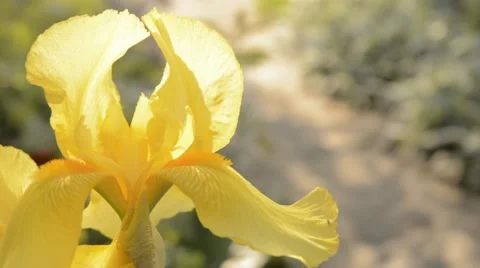 Yellow iris in sunshine. Stock Footage 44641917