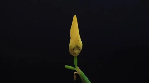 Yellow Iris time lapse Stock Footage 8846384